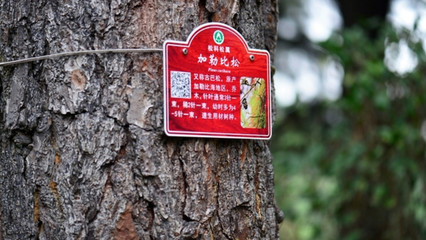 悠闲佛山 | 暖暖广东·春节赏花 茶花开灿烂，阖府幸福又美满